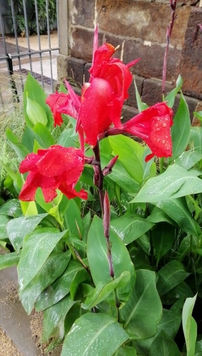 2020-03/1583401143_cps-week1-obs